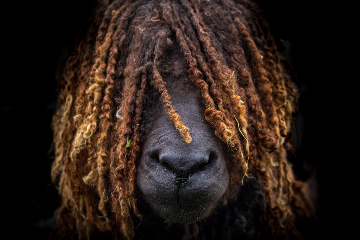 8 - Black Sheep of the Family - Barbara Austin